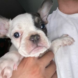 Meet your Posher, Bert